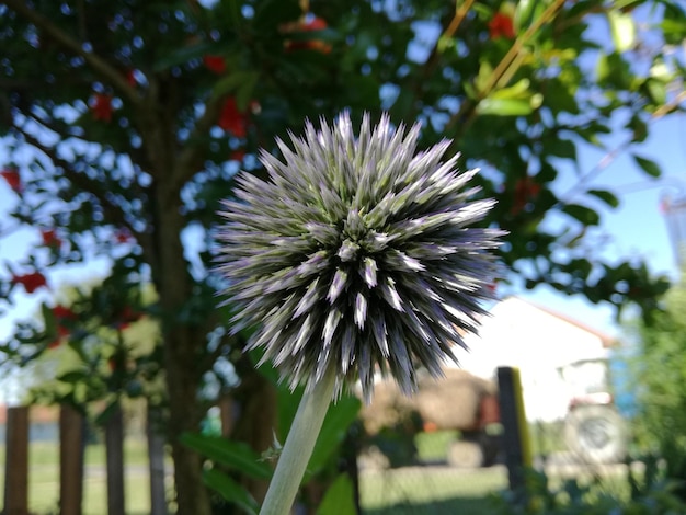 Foto prossimo piano di fiori bianchi