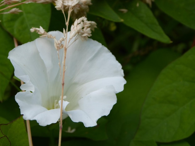 Photo close-up of white flowers