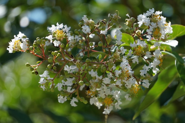 Foto prossimo piano di fiori bianchi