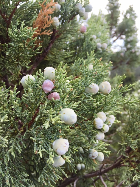 Foto prossimo piano di fiori bianchi