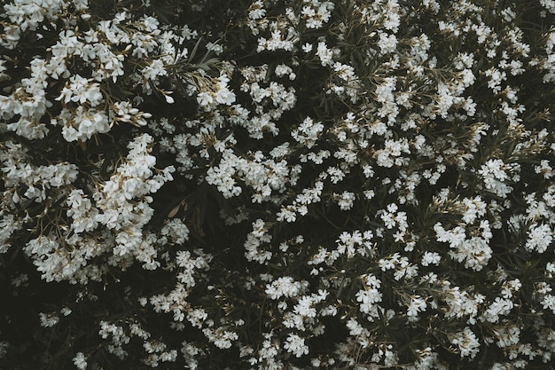 Close-up of white flowers