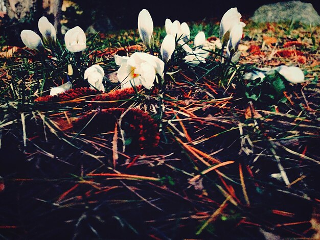 Photo close-up of white flowers