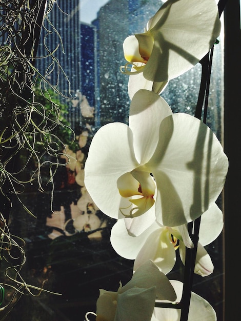 Photo close-up of white flowers