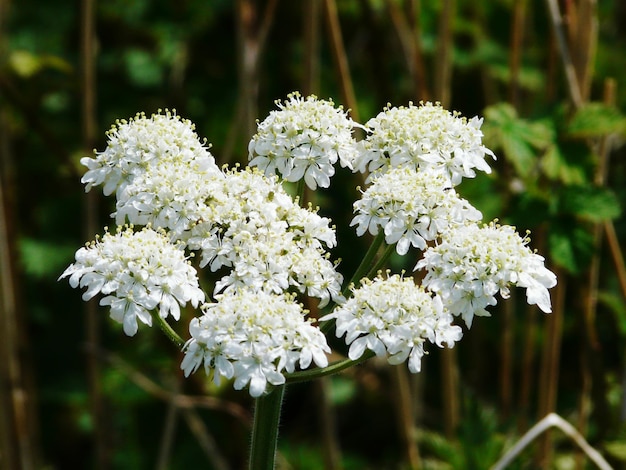 Foto prossimo piano di fiori bianchi