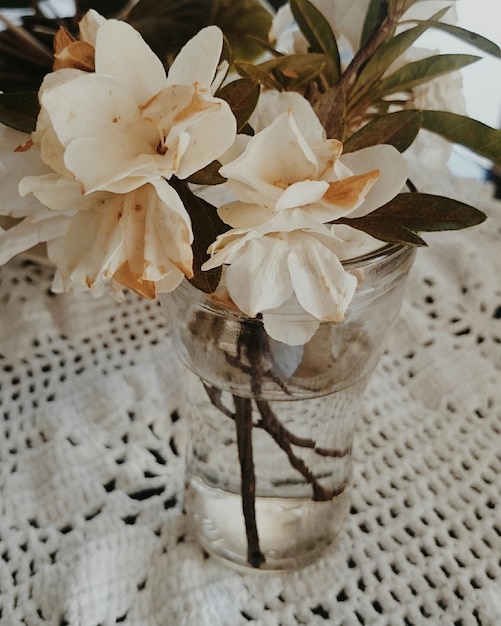 Close-up of white flowers