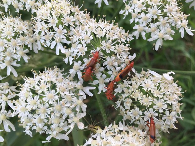 Close-up of white flowers