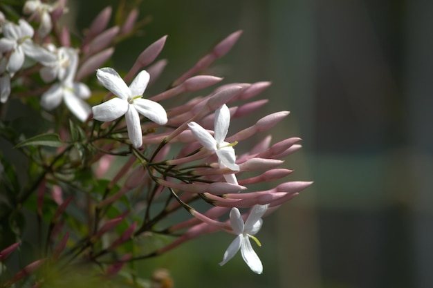 Foto prossimo piano di fiori bianchi