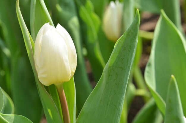 Close-up of white flowers