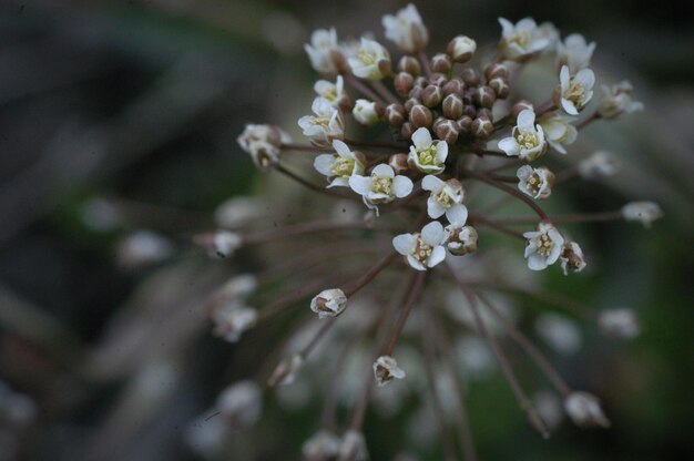 Foto prossimo piano di fiori bianchi