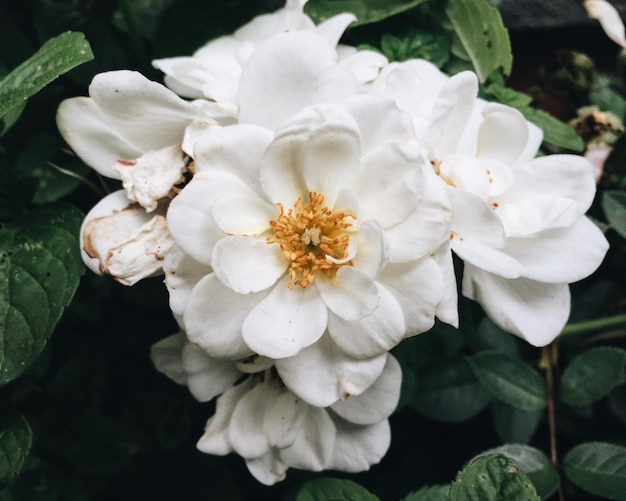 Foto prossimo piano di fiori bianchi