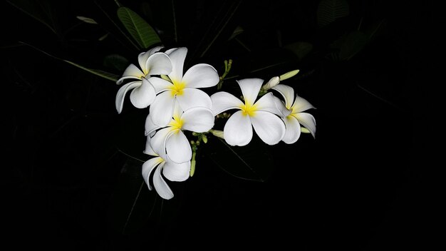 Foto prossimo piano di fiori bianchi