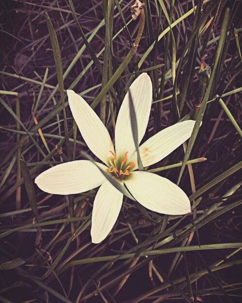 Foto prossimo piano di fiori bianchi