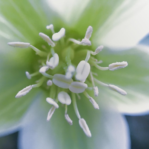 Photo close-up of white flowers