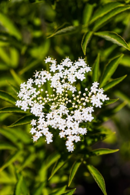 Foto prossimo piano di fiori bianchi