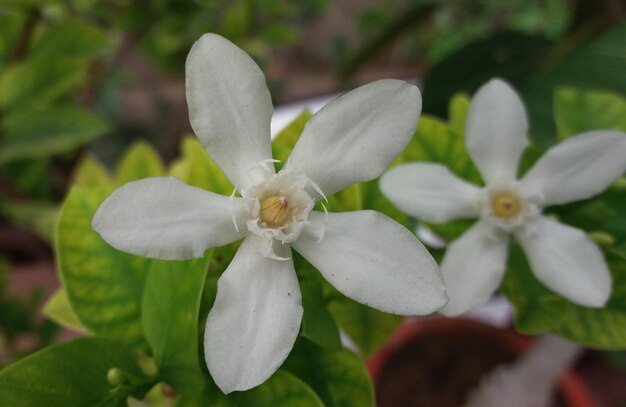 Photo close-up of white flowers