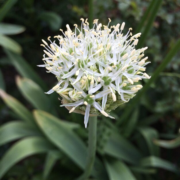 Foto prossimo piano di fiori bianchi