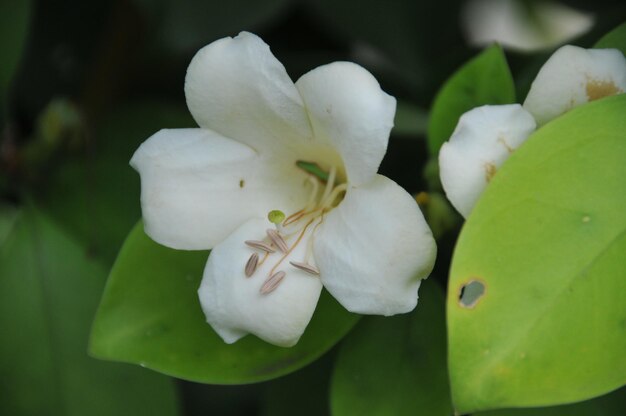 Photo close-up of white flowers