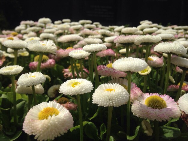 Foto prossimo piano di fiori bianchi