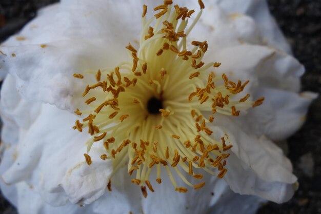 Foto prossimo piano di fiori bianchi