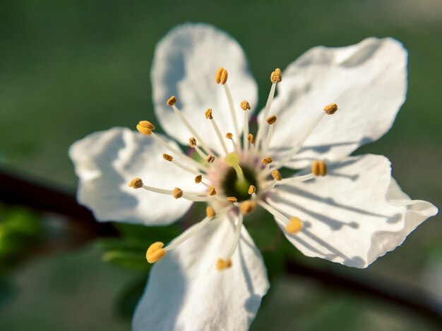 Close-up of white flowers