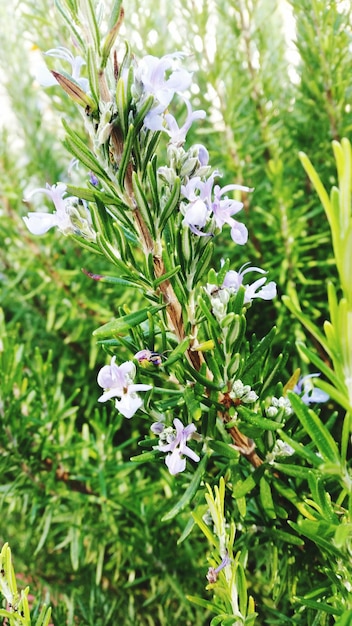 Photo close-up of white flowers