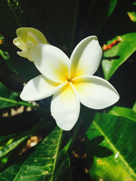 Close-up of white flowers