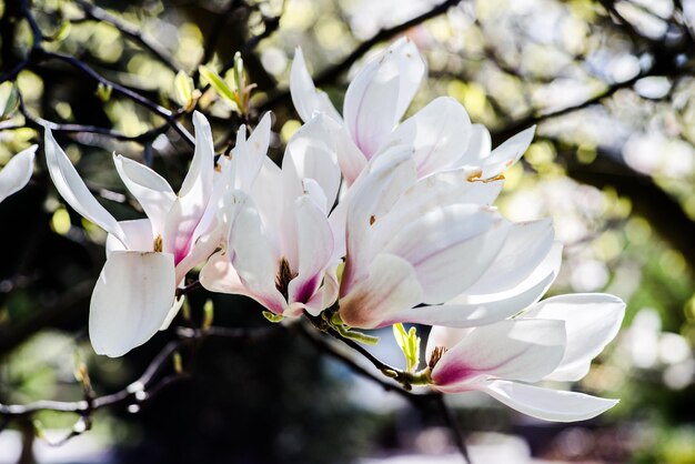 Close-up of white flowers