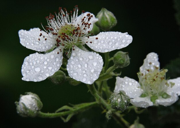 Foto prossimo piano di fiori bianchi