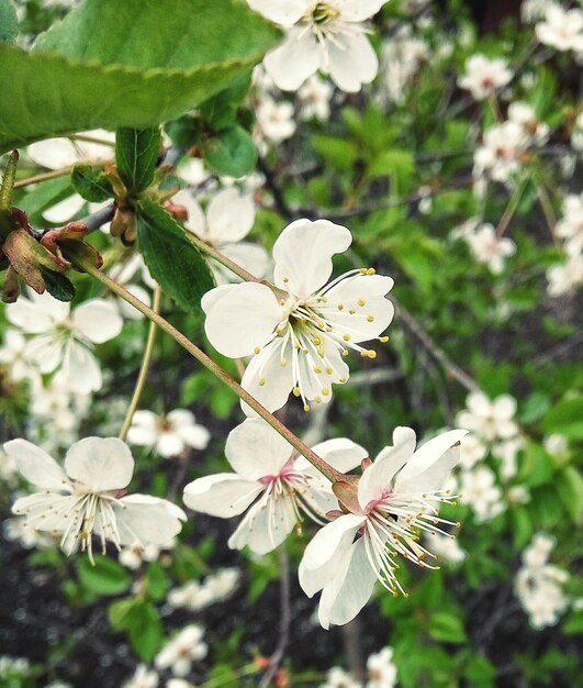 Foto prossimo piano di fiori bianchi