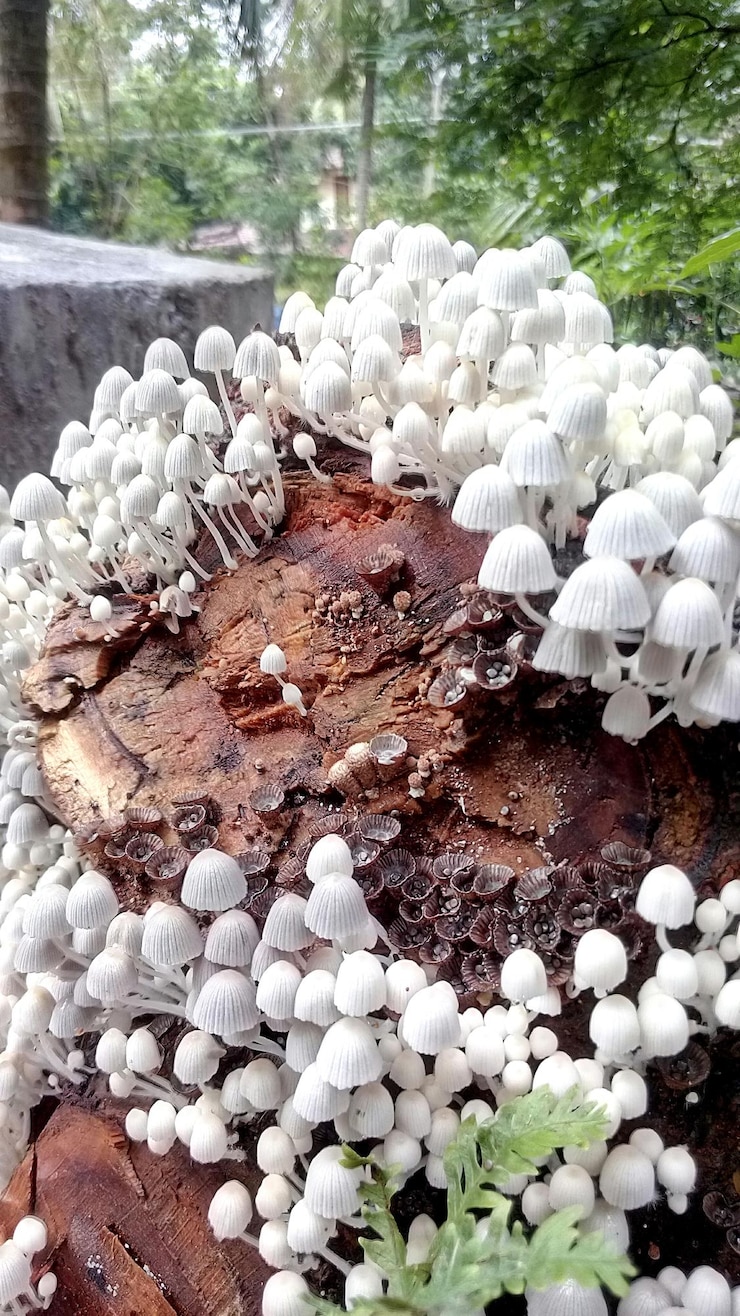 Photo close-up of white flowers