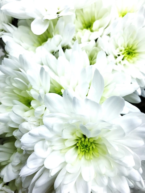 Foto prossimo piano di fiori bianchi