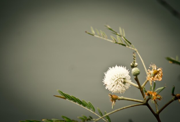 Foto prossimo piano di fiori bianchi