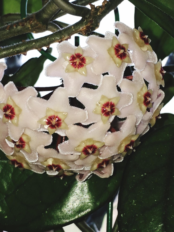 Photo close-up of white flowers