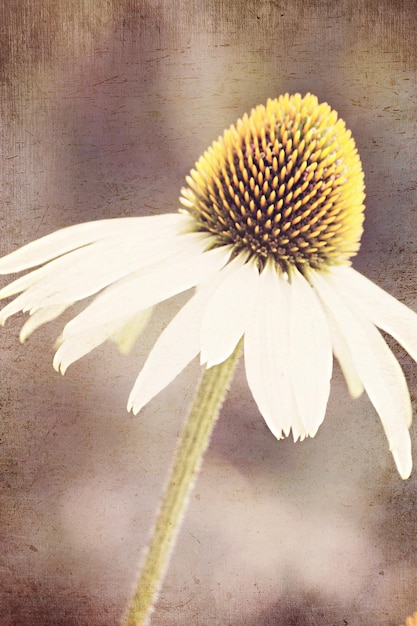 Close-up of white flowers