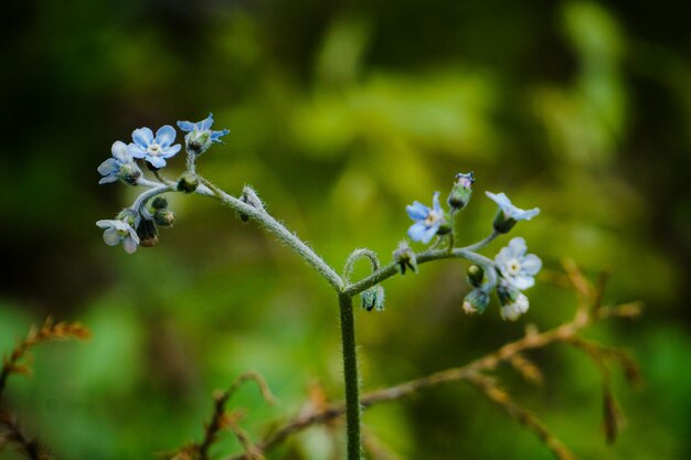 Photo close-up of white flowers