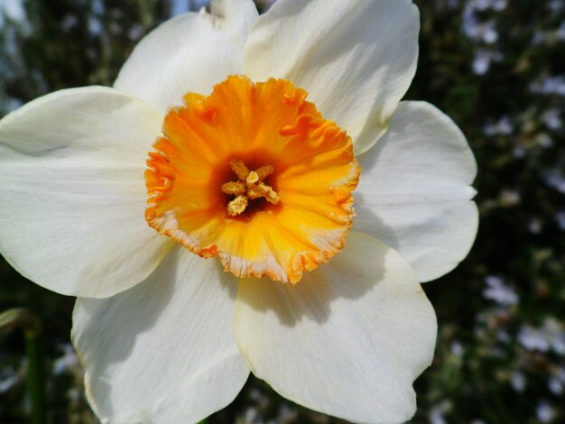 Photo close-up of white flowers