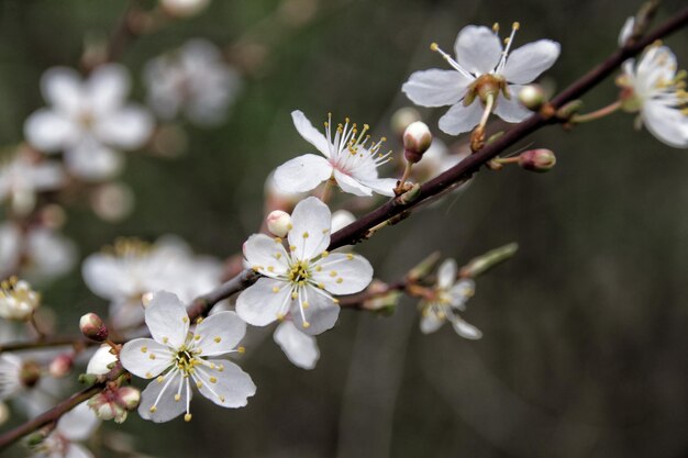 Photo close-up of white flowers