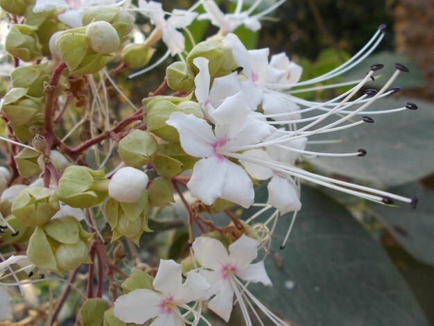 Foto prossimo piano di fiori bianchi