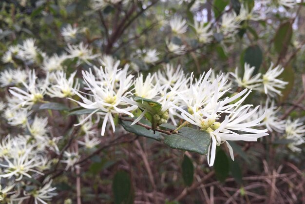 Foto prossimo piano di fiori bianchi