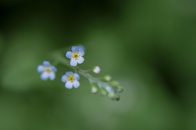 Close-up of white flowers