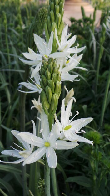 Foto close-up di fiori bianchi