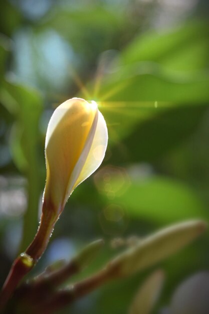 Close-up of white flowers