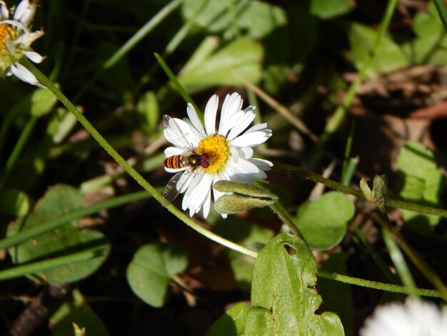 Foto prossimo piano di fiori bianchi