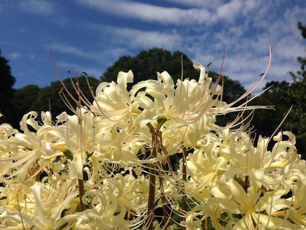 Foto prossimo piano di fiori bianchi