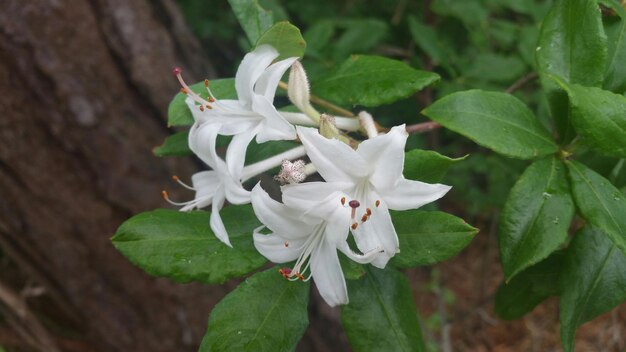 Close-up of white flowers