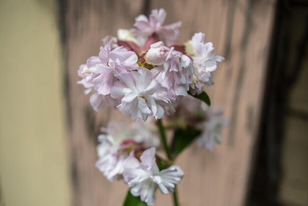 Foto prossimo piano di fiori bianchi