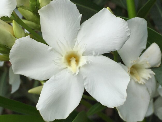 Close-up of white flowers