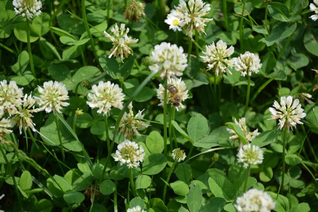 Close-up of white flowers