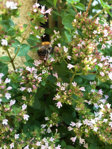 Foto primo piano dei fiori bianchi