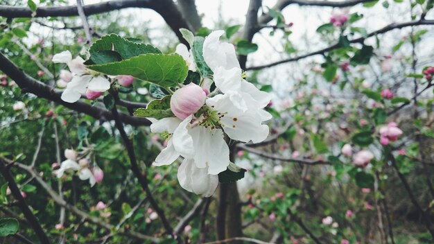 Foto prossimo piano di fiori bianchi